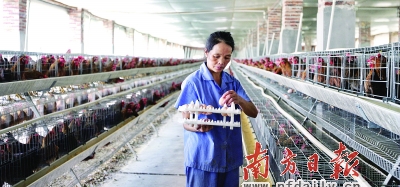 清远鸡产业化经营给农民带来了经济效益，也盘活了清远麻鸡品牌价值。 李细华 摄