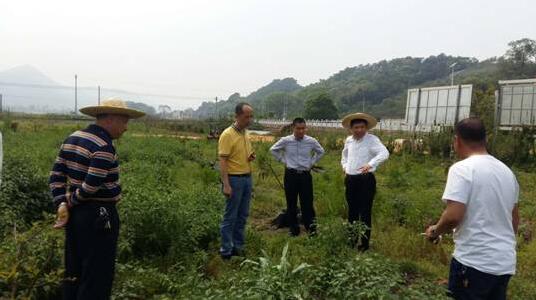 查看芭乐果种植基地